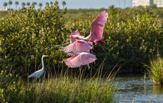 Beautiful Birds Enjoying Galveston Wetlands