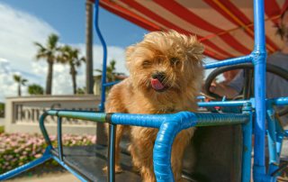 Biking With Your Pooch