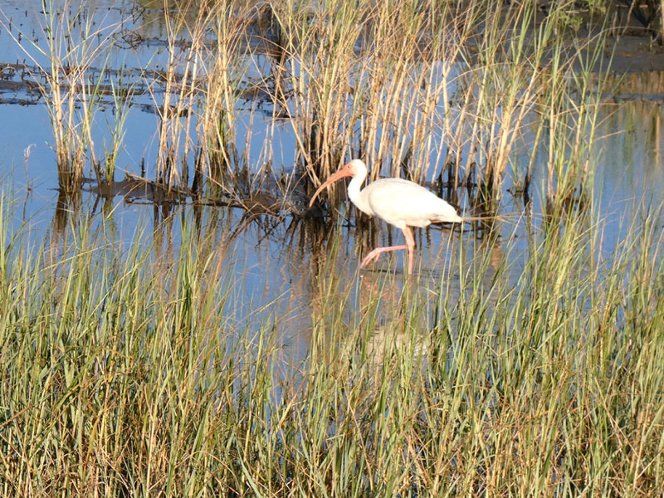 White Ibis at East End Lagoon