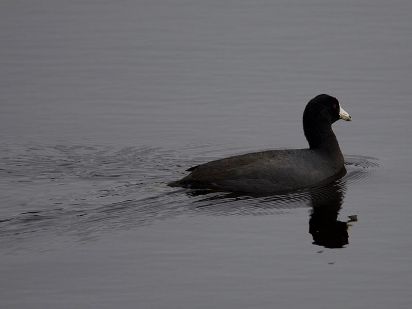 American Coot at CHP by Robert Kirschner