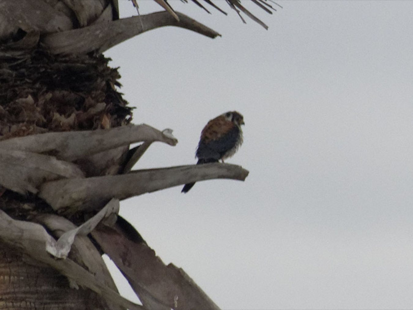 American Kestrel by Mary Halligan