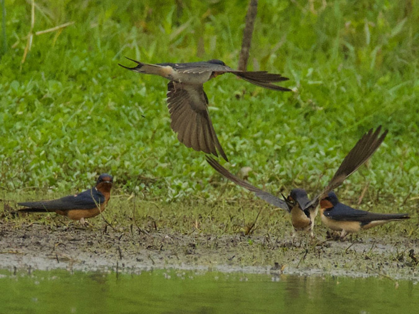 Barn Swallow at CHP by Robert Kirschner