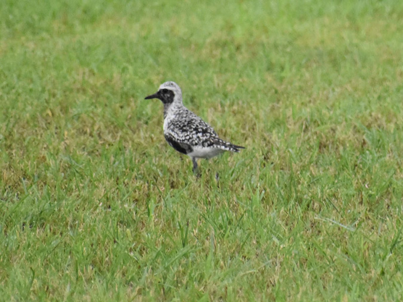 Black-bellied Plover by Mary Halligan