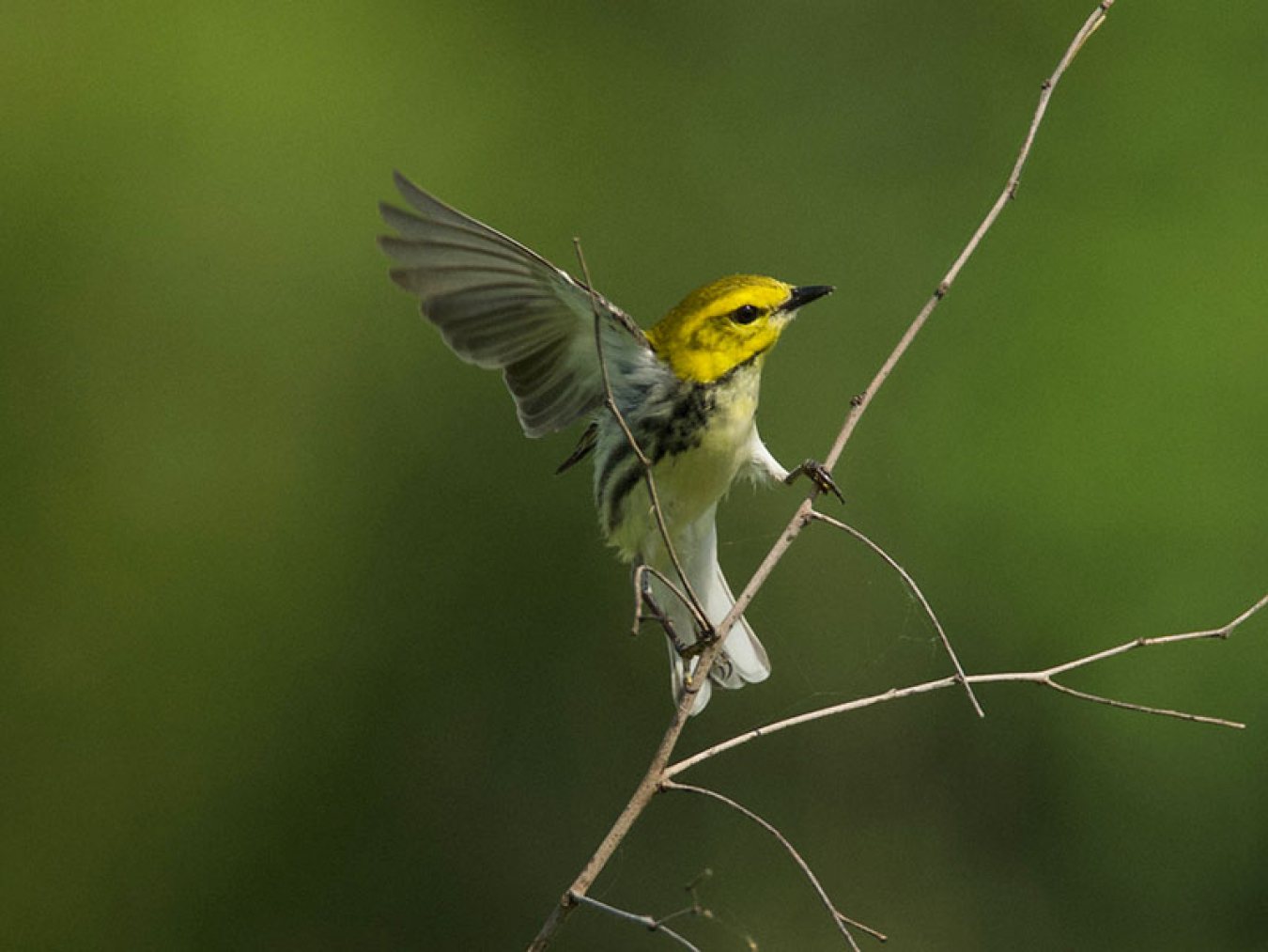 Black-throated Green Warbler at CHP by Robert Kirshner