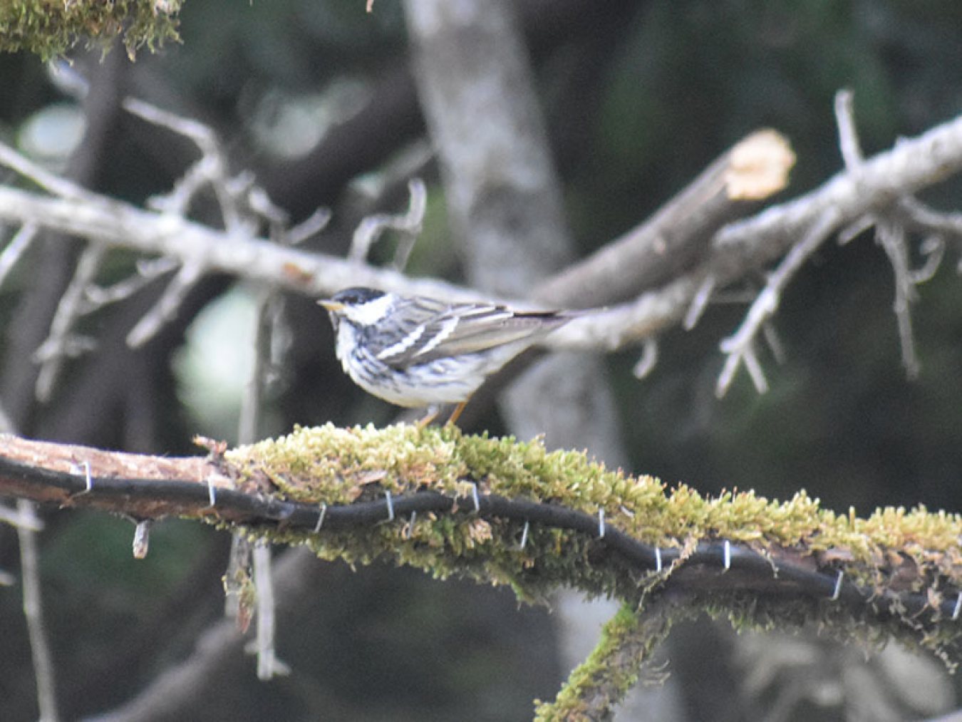 Blackpoll Warbler at Stevenson Ranch by Mary Halligan