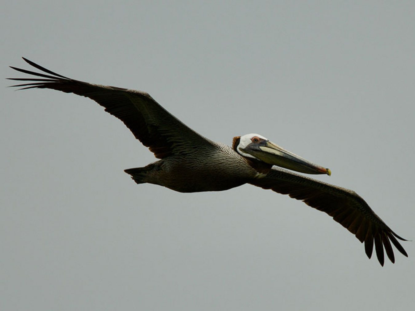 Brown Pelican at CHP by Robert Kirschner