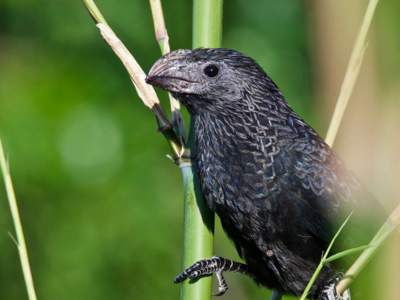 Groove-billed Ani at CHP by Robert Kirschner