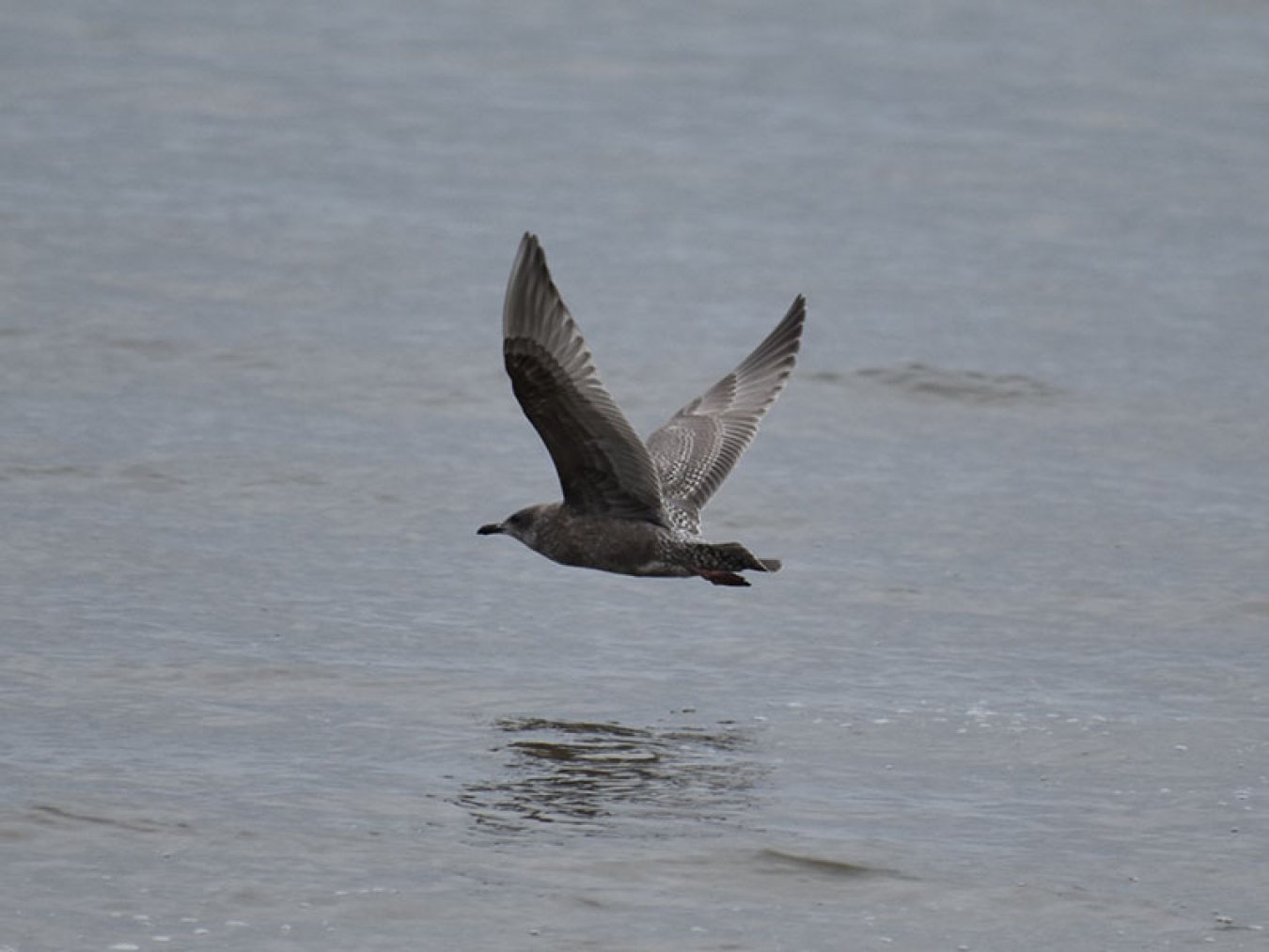 Herring Gull by Mary Halligan