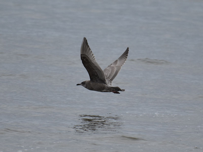 Herring Gull Galveston, TX