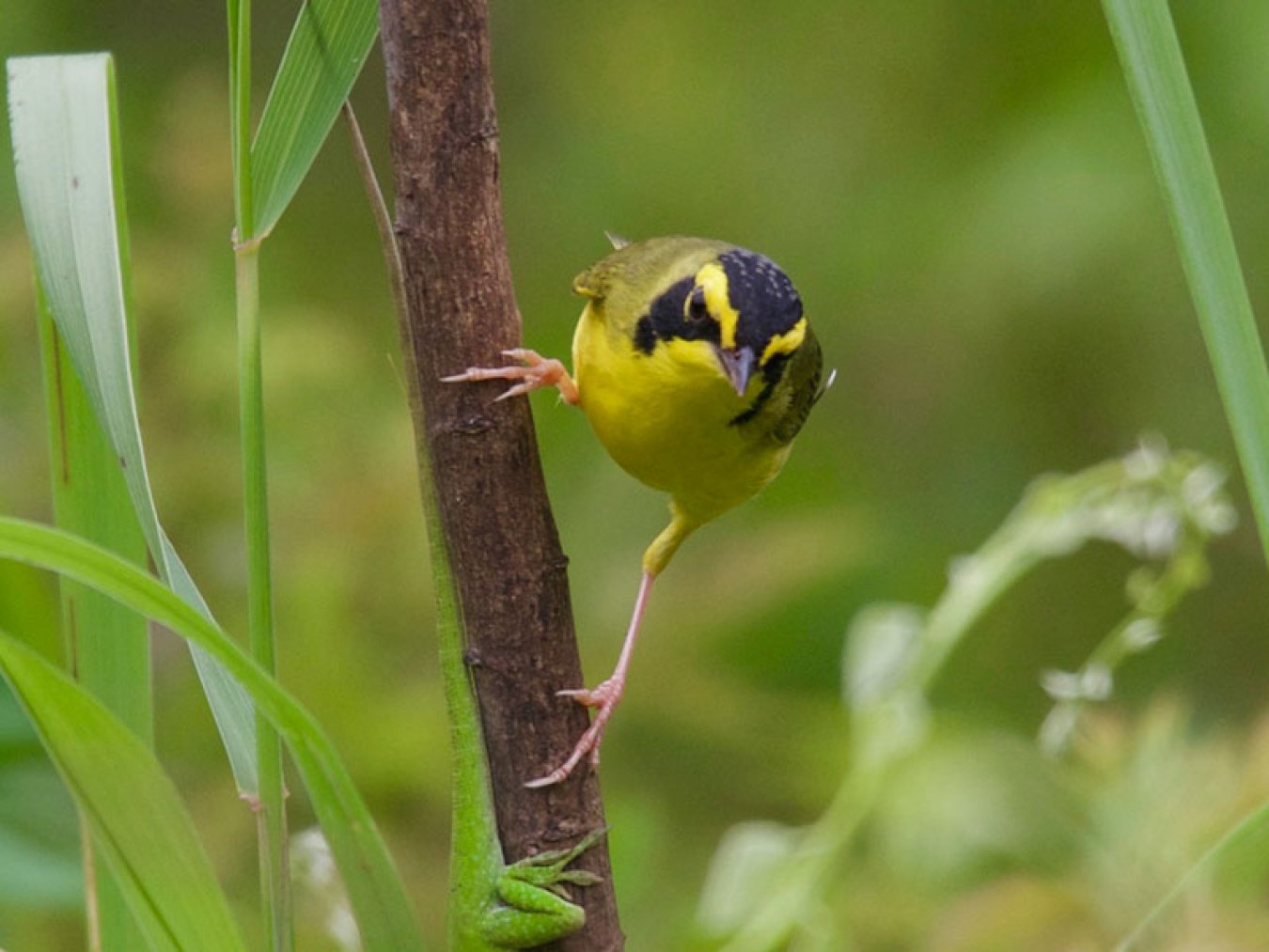 Kentucky Warbler at CHP by Robert Kirschner