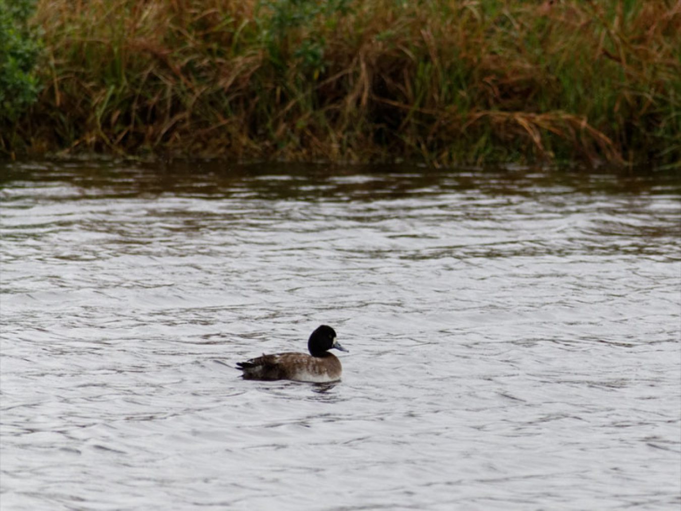 Lesser Scaup by Mary Halligan