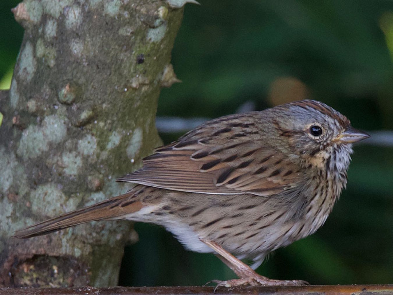 Lincoln's Sparrow at CHP by Robert Kirschner