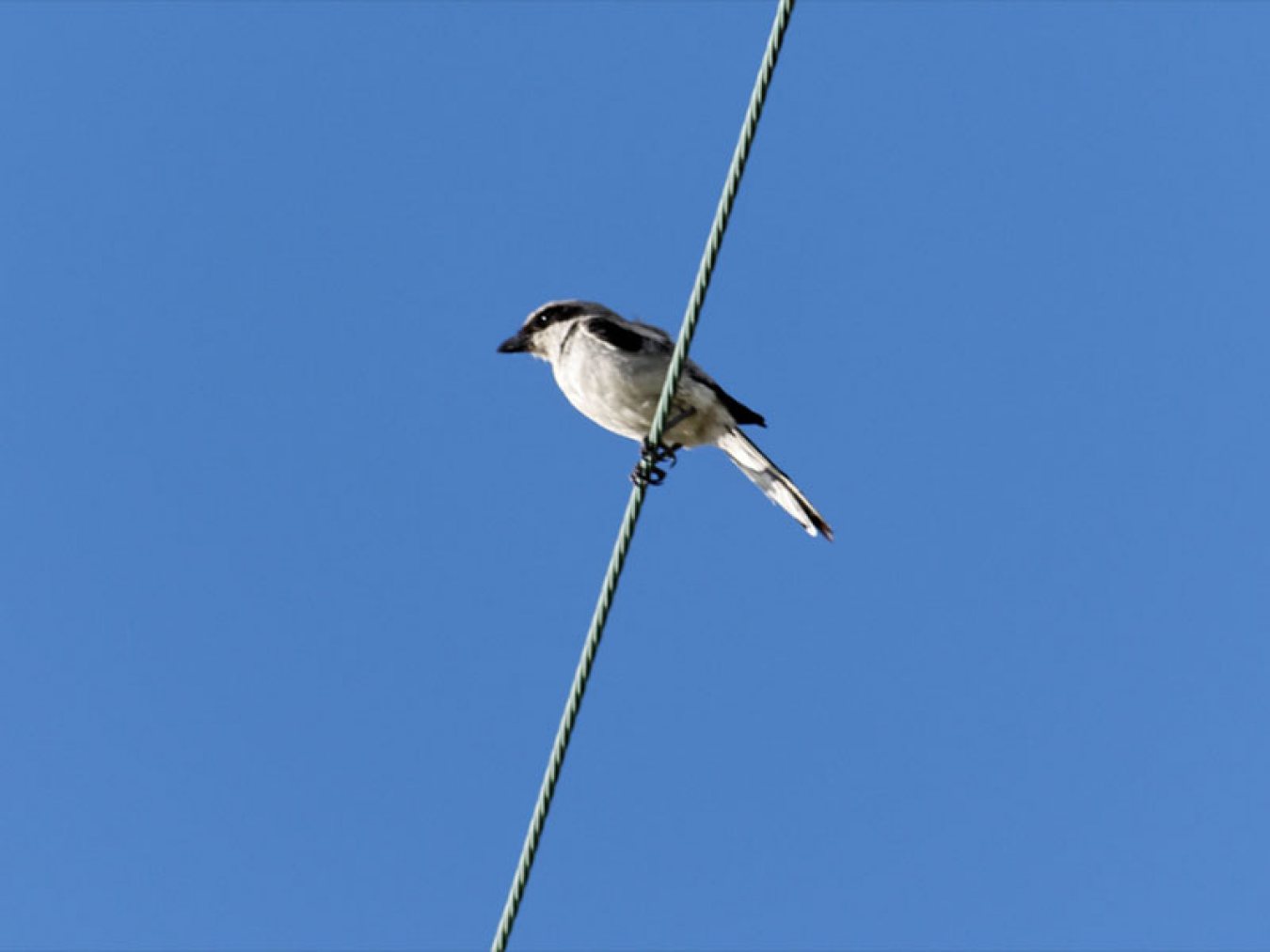 Loggerhead Shrike by Mary Halligan