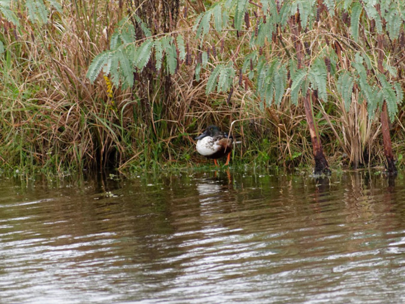 Northern Shoveler by Mary Halligan