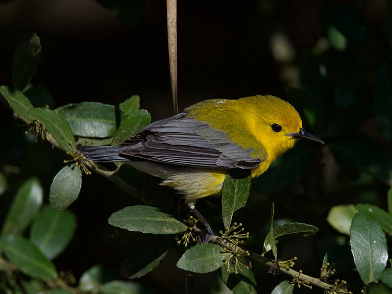 Prothonotary Warbler at CHP by Robert Kirschner