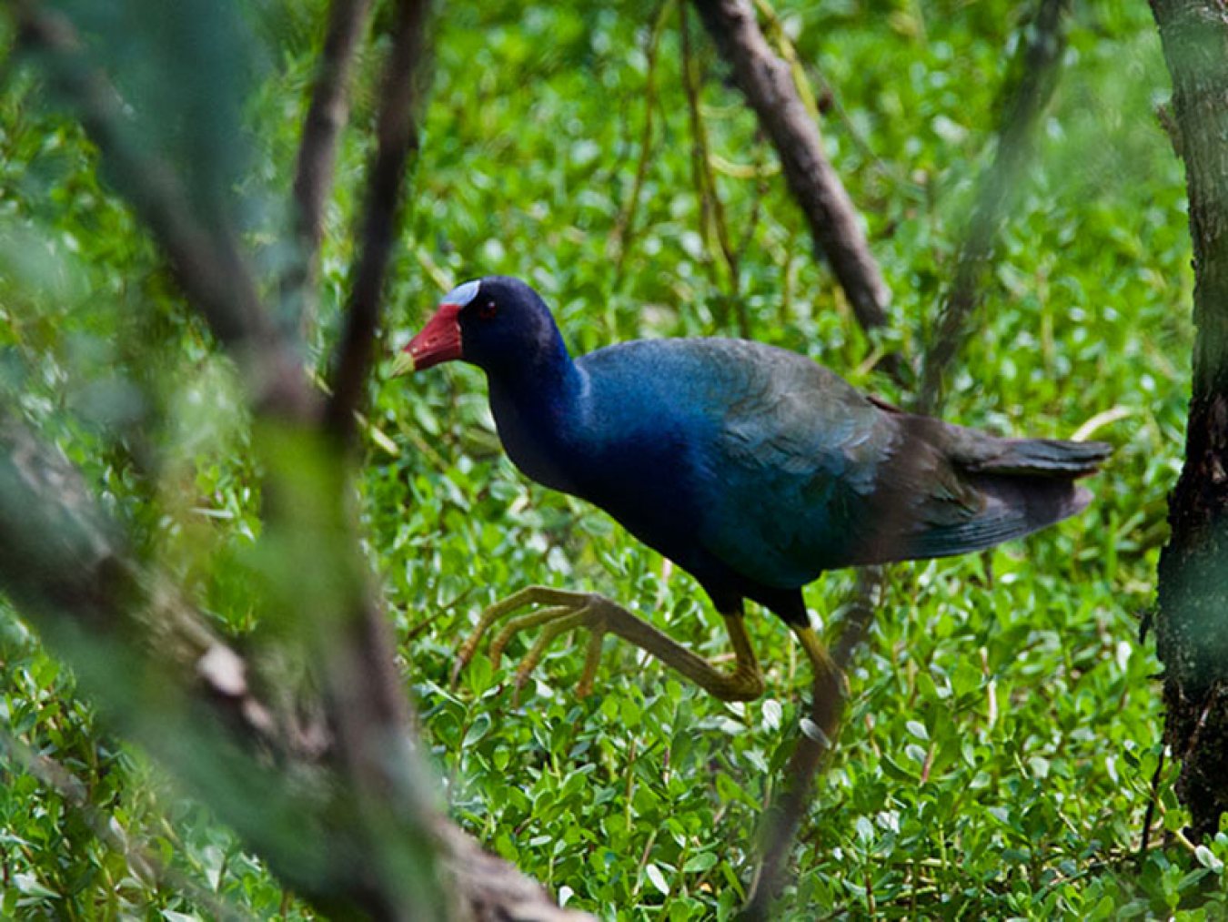 Purple Gallinule at CHP by Robert Kirschner