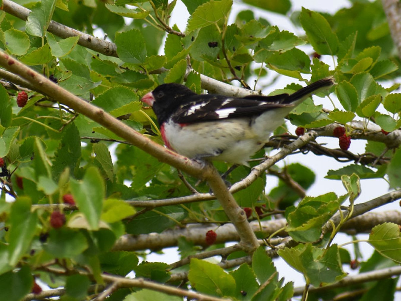 Rose-breasted Grosbeak by Mary Halligan