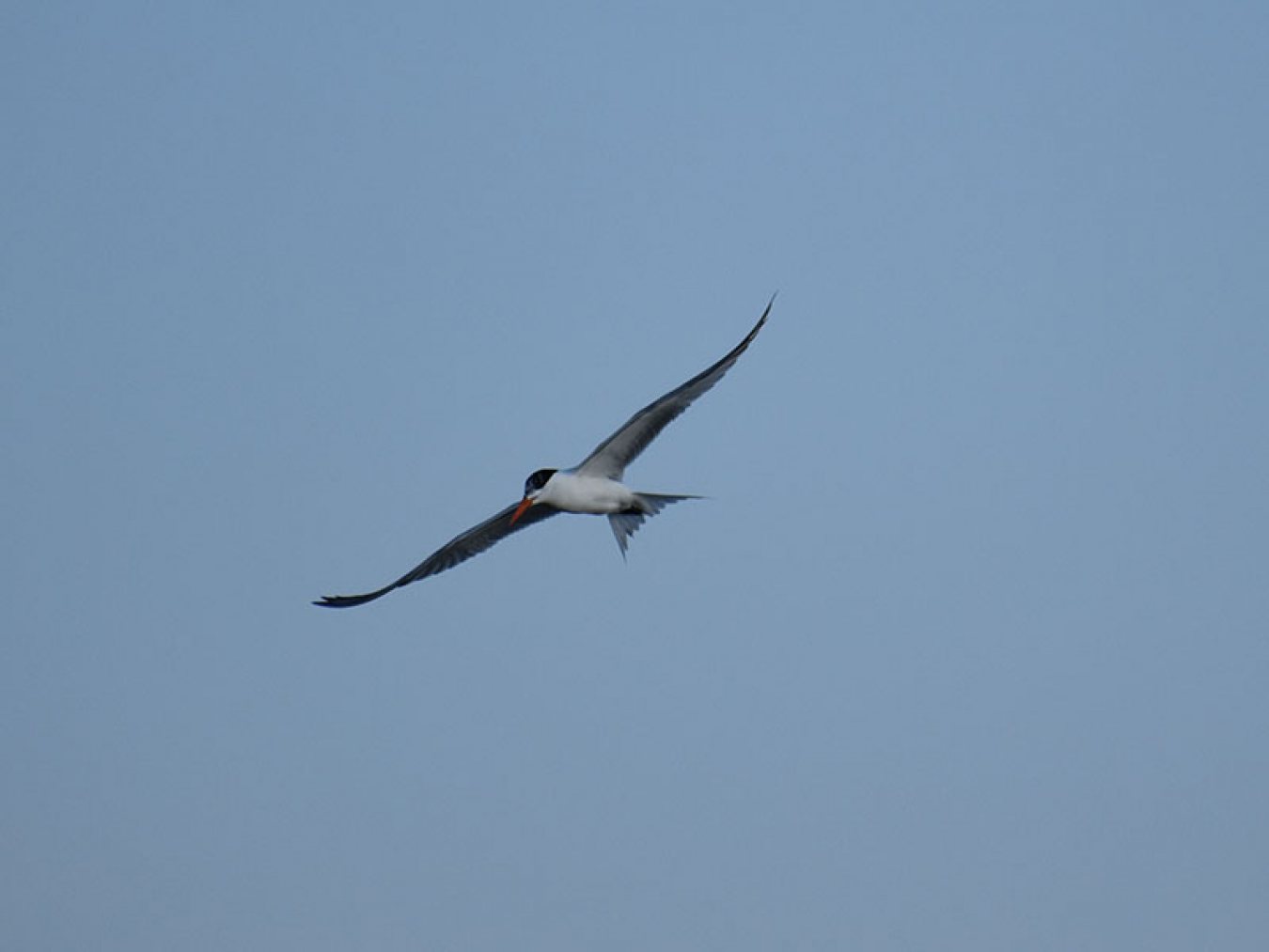 Royal Tern by Mary Halligan