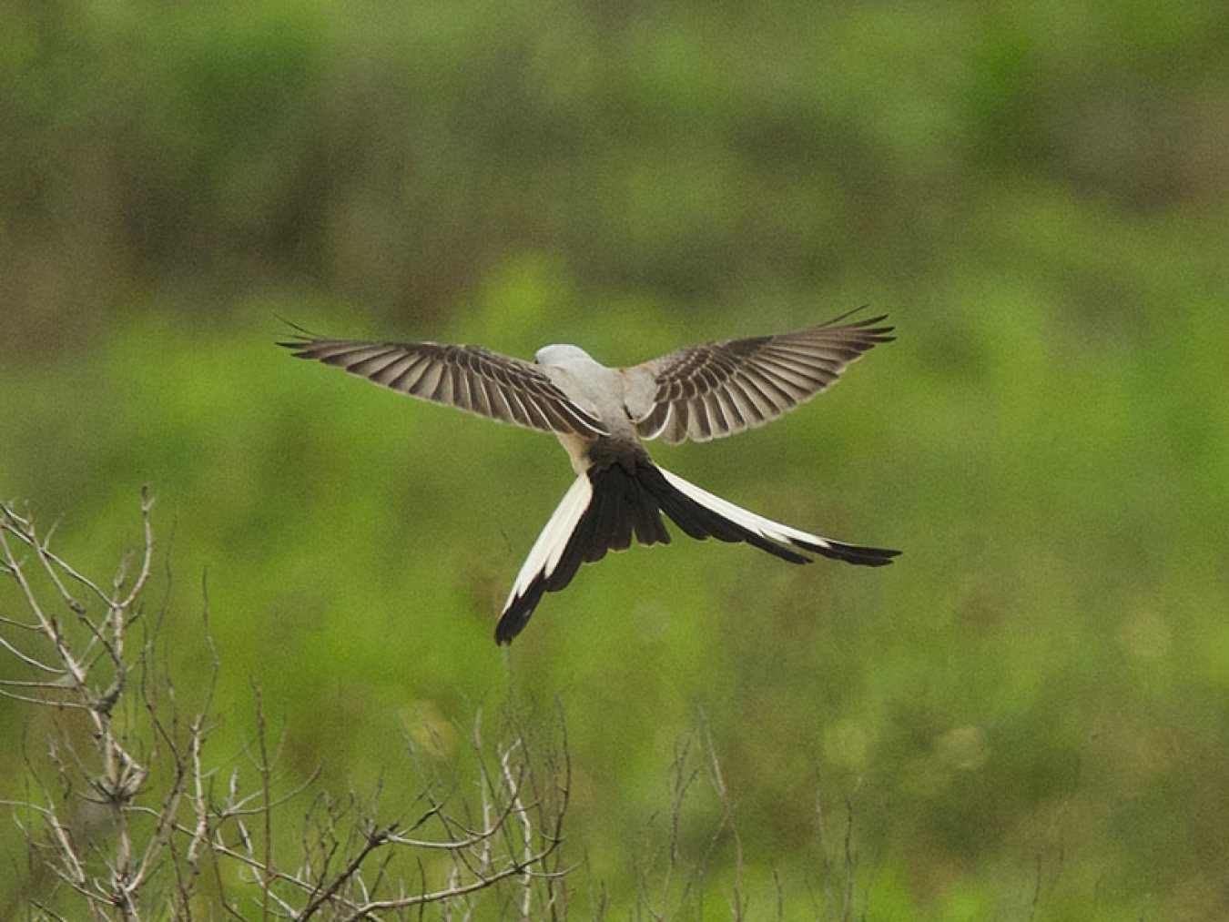 Scissor-tailed Flycatcher