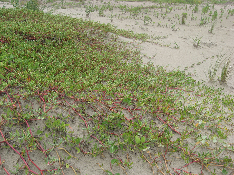 Sea Purslane Growing on Dunes