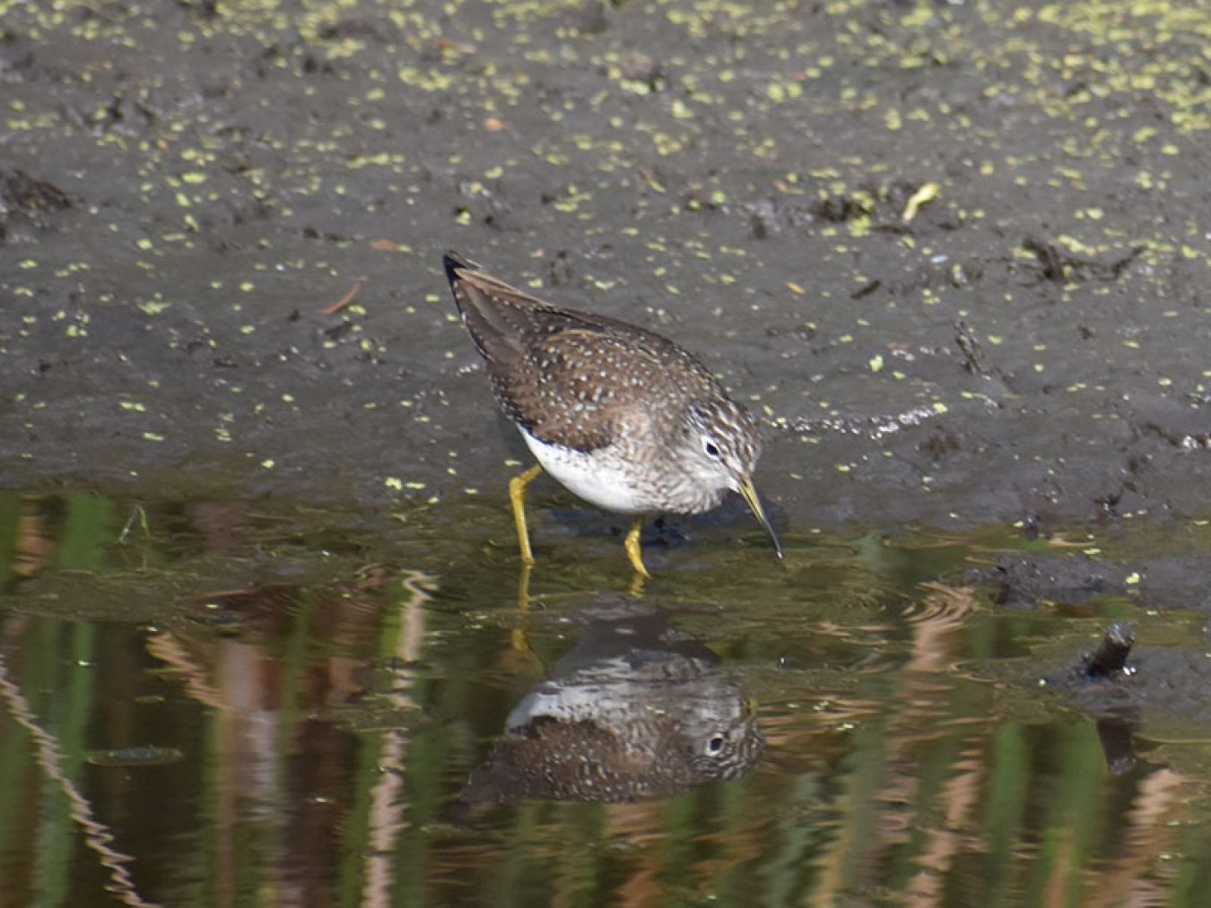 Spotted Sandpiper by Mary Halligan