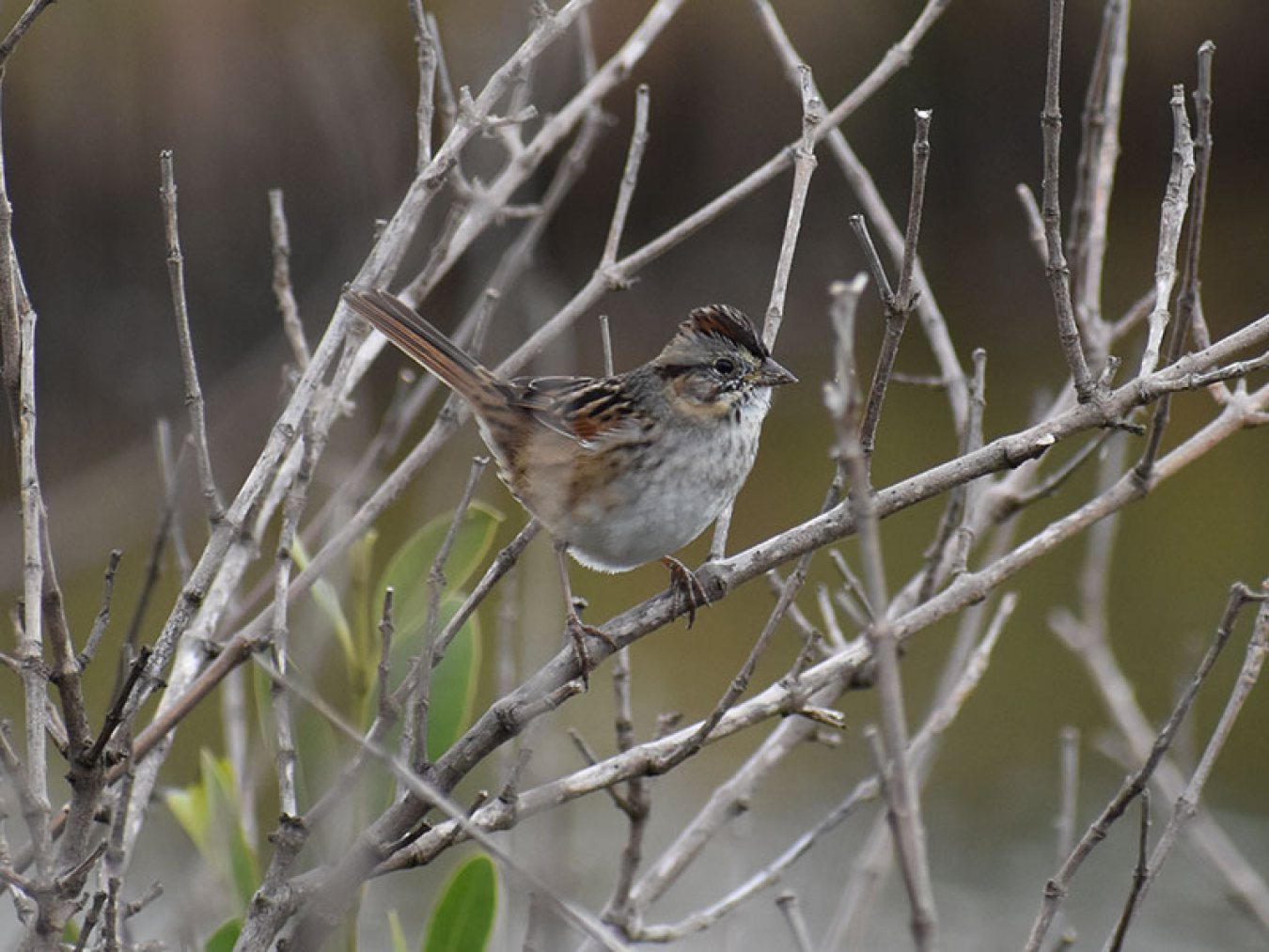 Swamp Sparrow by Mary Halligan