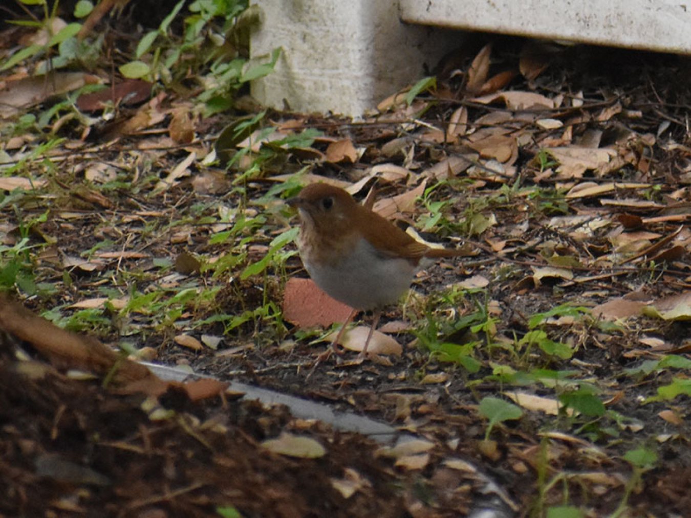 Veery by Mary Halligan