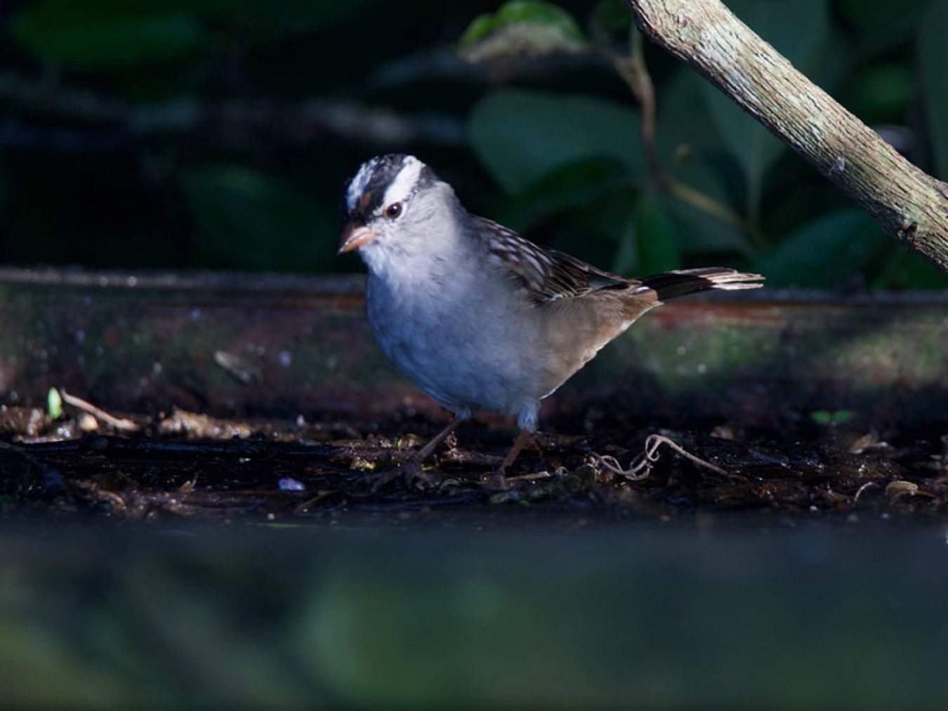 White-crowned Sparrow at CHP by Robert Kirschner