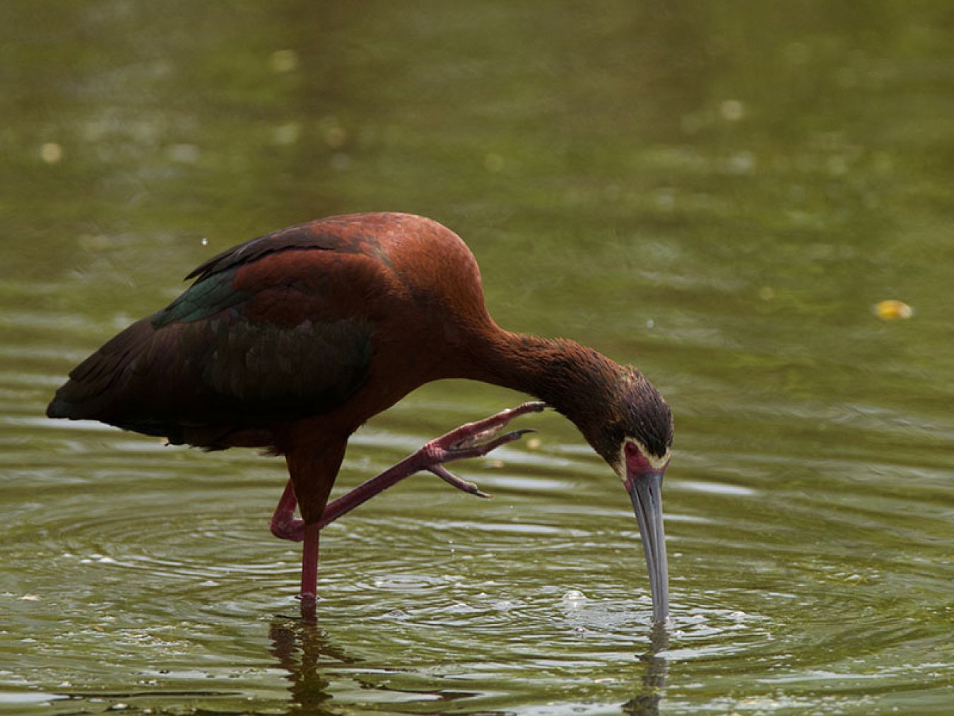 White-faced Ibis at CHP by Robert Kirschner