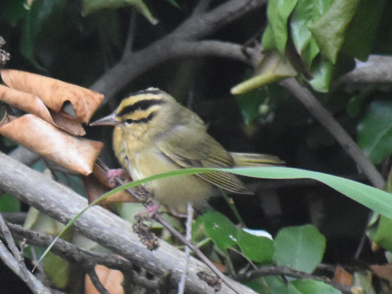 Worm-eating Warbler by Mary Halligan