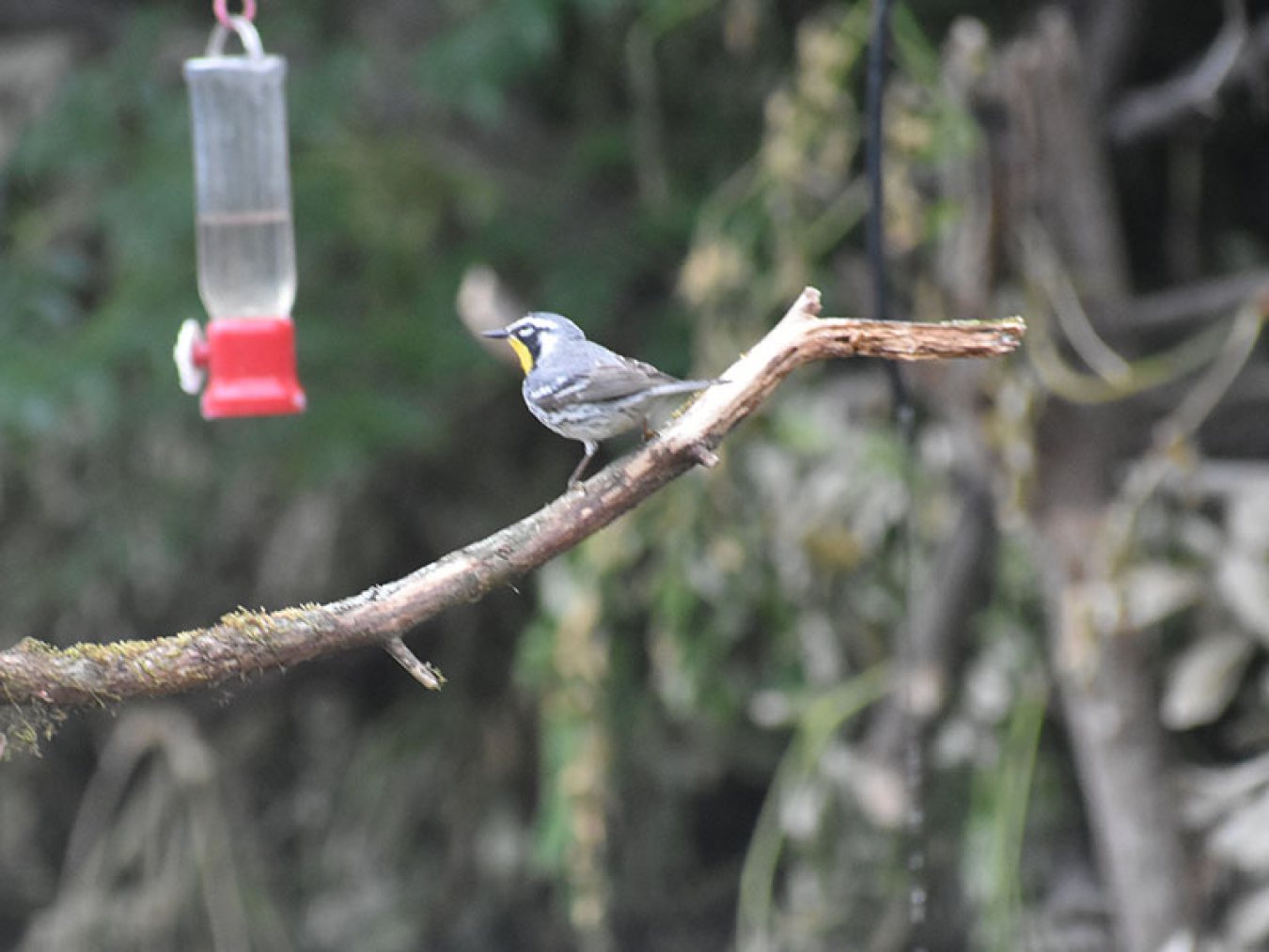 Yellow-throated Warbler