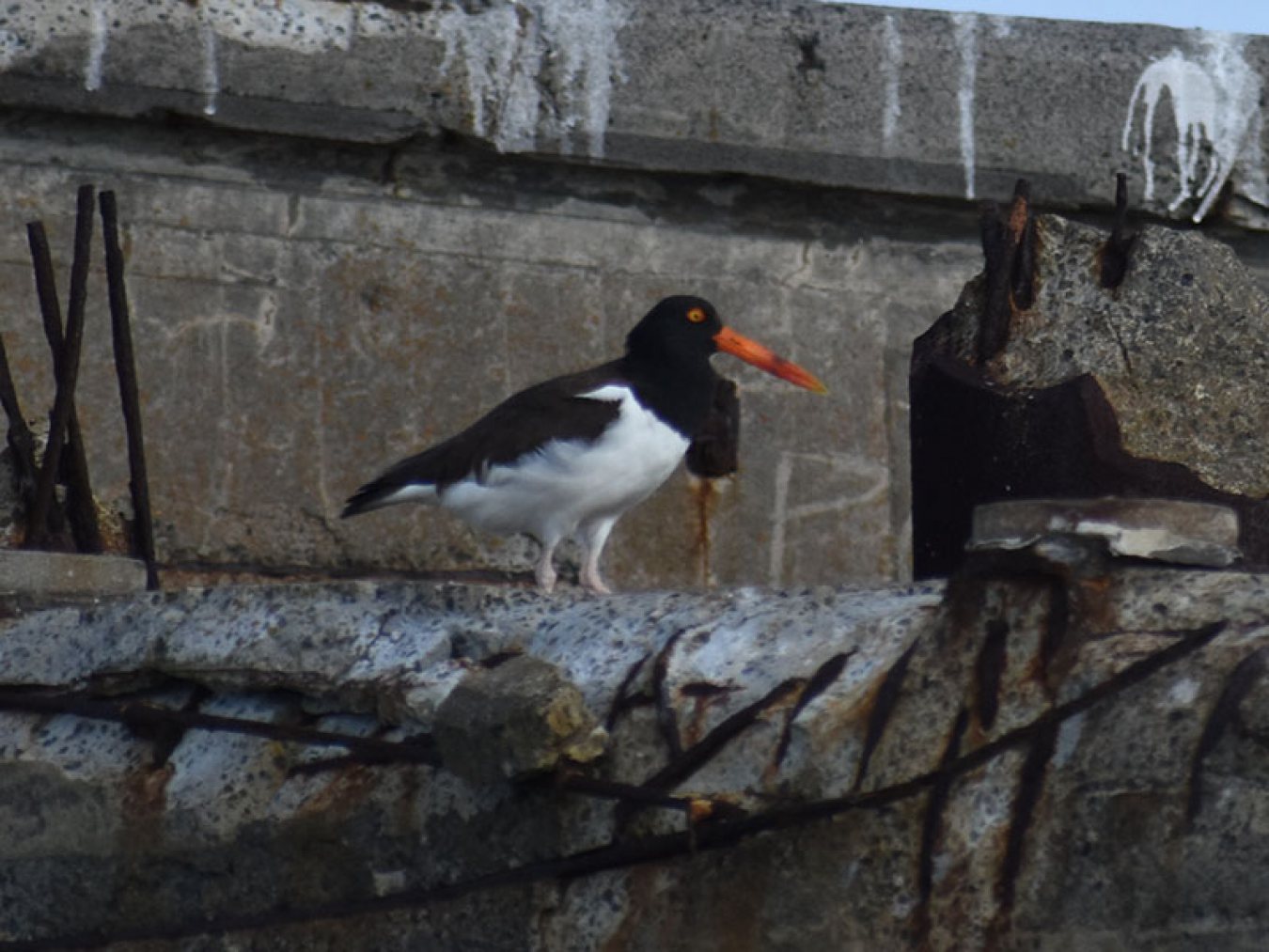 American Oystercatcher by Mary Halligan