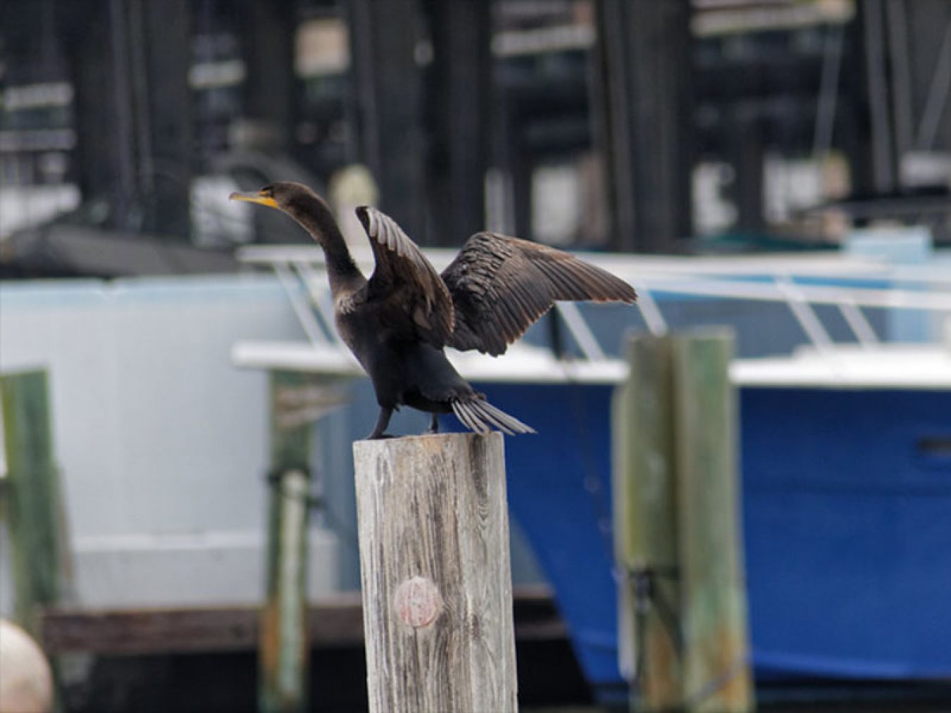 Double-crested Comorant by Mary Halligan