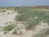 Dunes at Galveston Island State Park