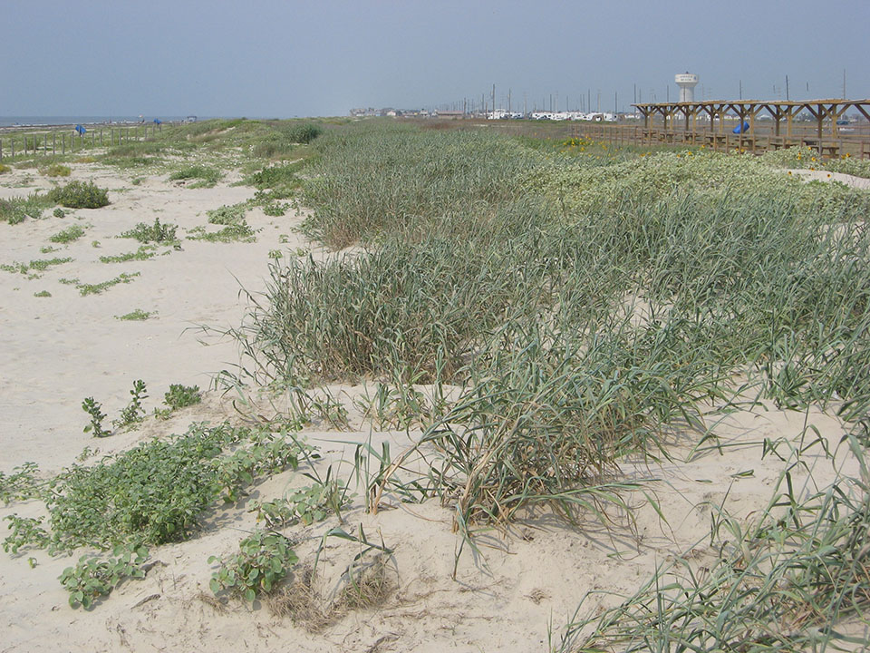 Dunes at Galveston Island State Park, two years post-restoration