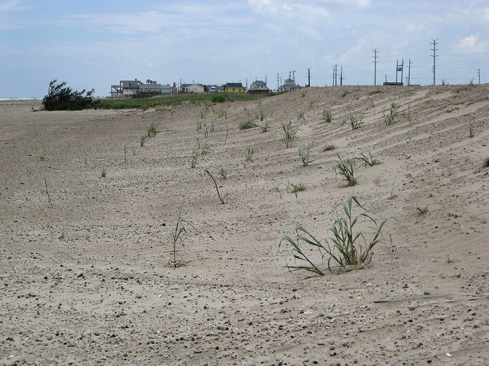 Galveston Island State Park eight months post-Ike