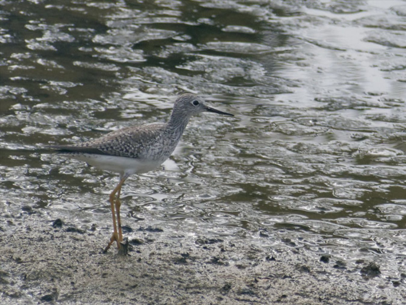 Lesser Yellowlegs by Mary Halligan