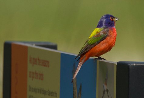 Painted Bunting at CHP by Robert Kirschner