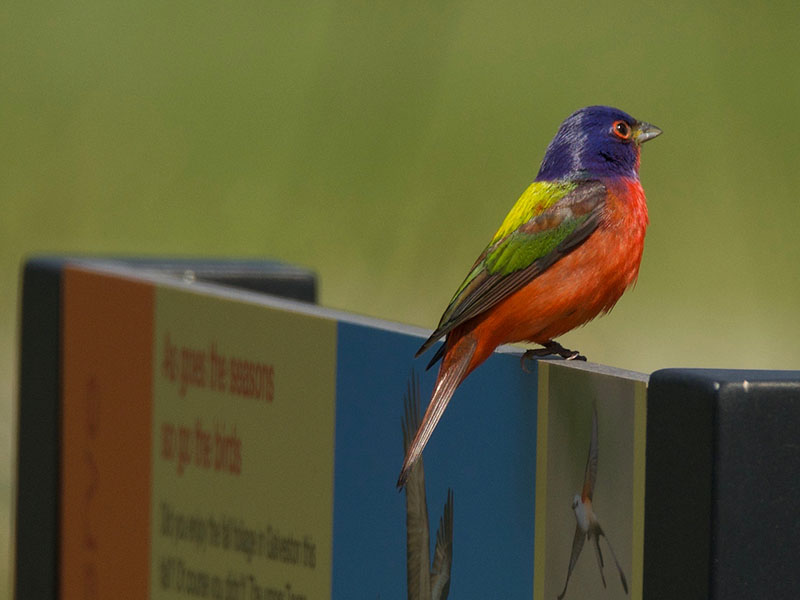 Painted Bunting at CHP by Robert Kirschner