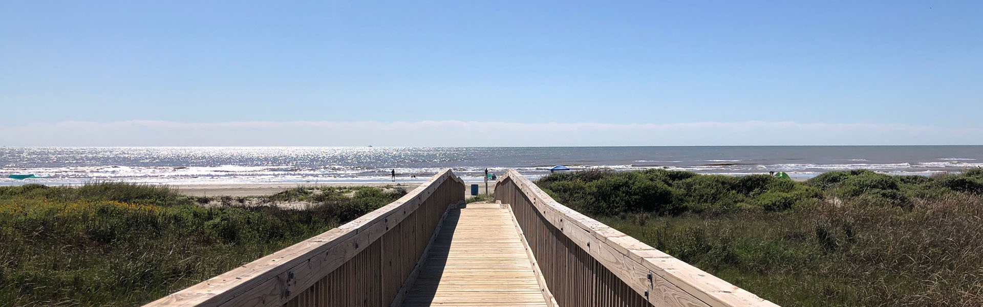 Bird at Galveston Island State Park, Galveston TX