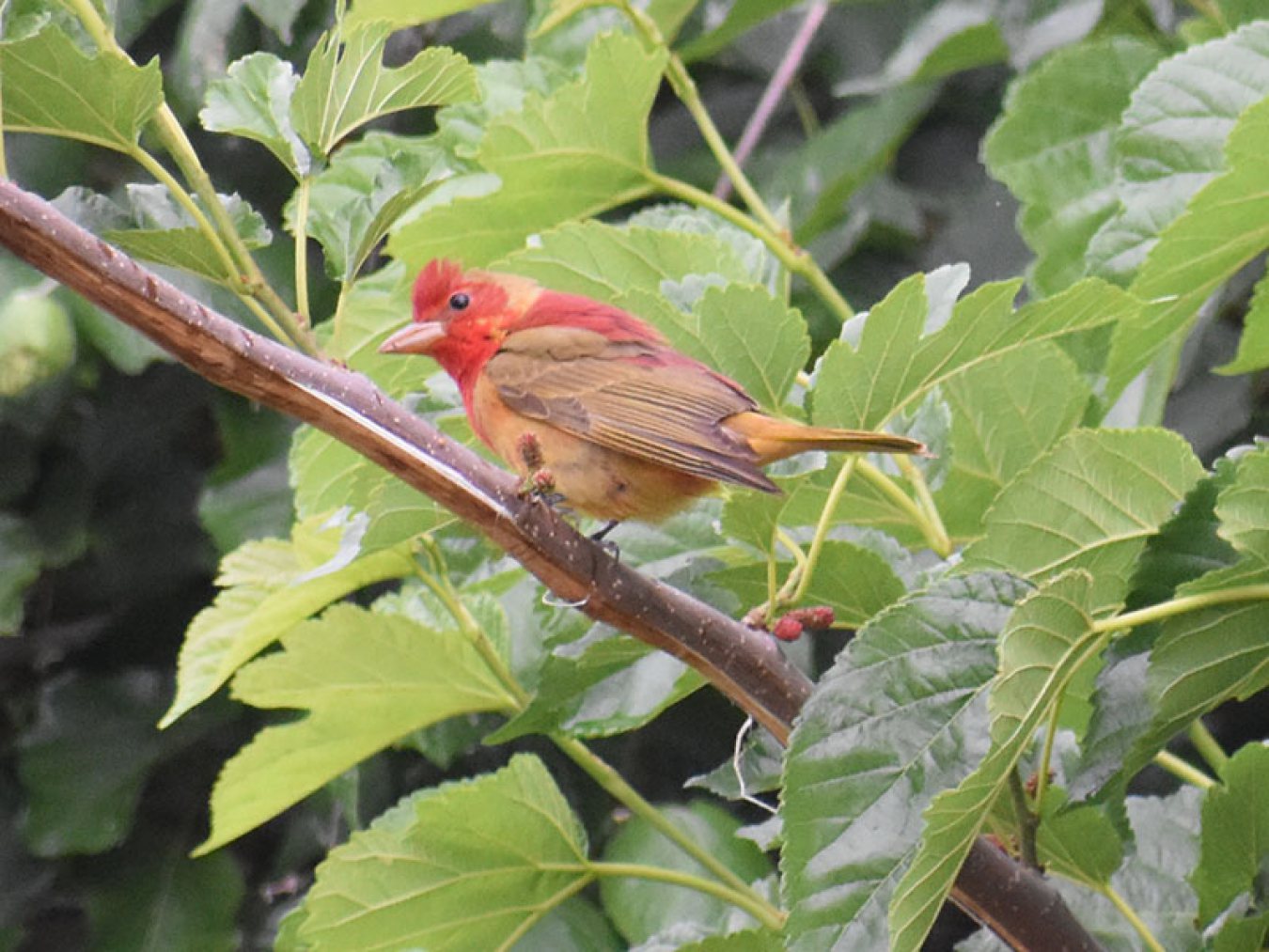 Summer Tanager by Mary Halligan