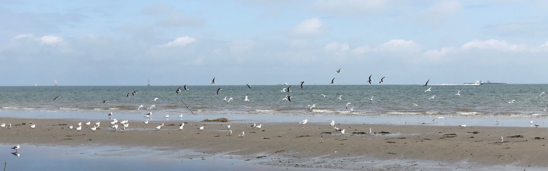 Bird at Galveston Island State Park, Galveston TX