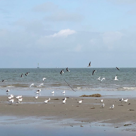 Bird at Galveston Island State Park, Galveston TX