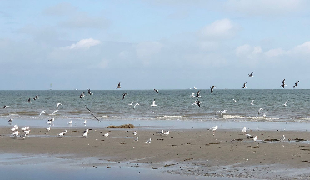 Bird at Galveston Island State Park, Galveston