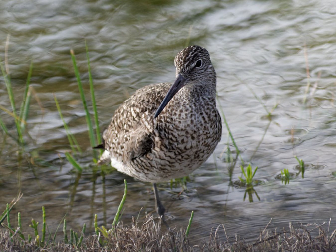 Willet by Mary Halligan