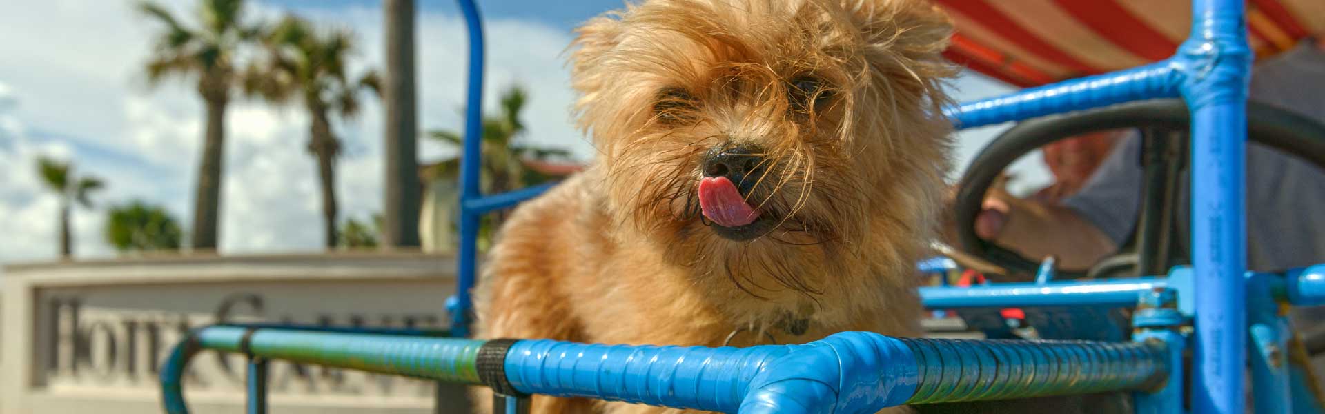 Dog Ready for Self-Guided Tour, Galveston, TX