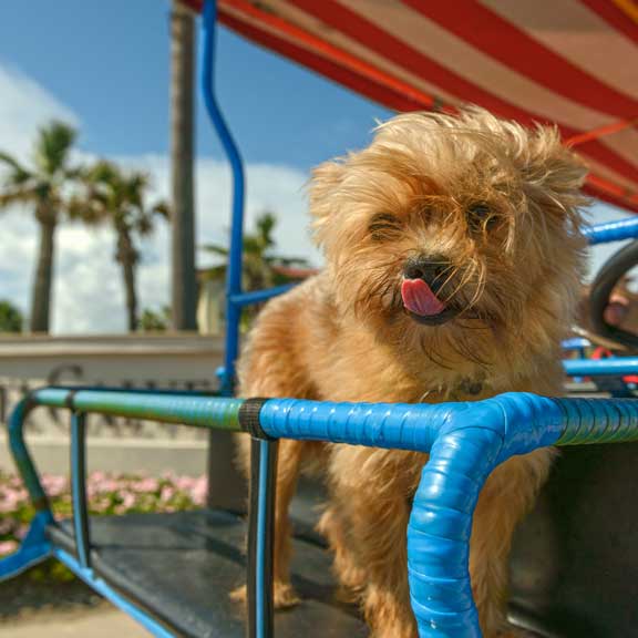 Dog Ready for Self-Guided Tour, Galveston, TX