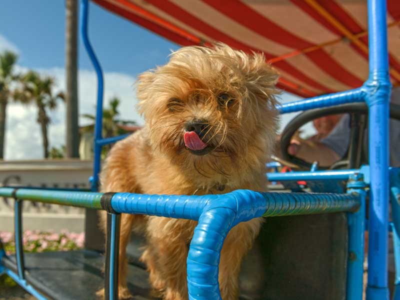 galveston historic walking tour