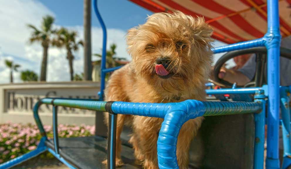 Dog Ready for Self-Guided Tour, gAlveston, TX