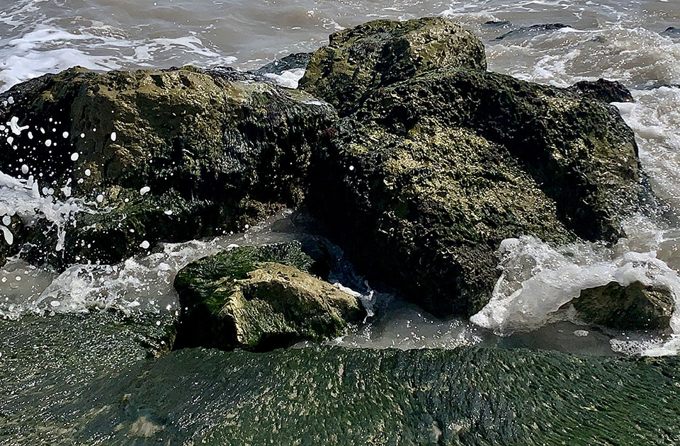 Wet Rocks Covered With Green Algae